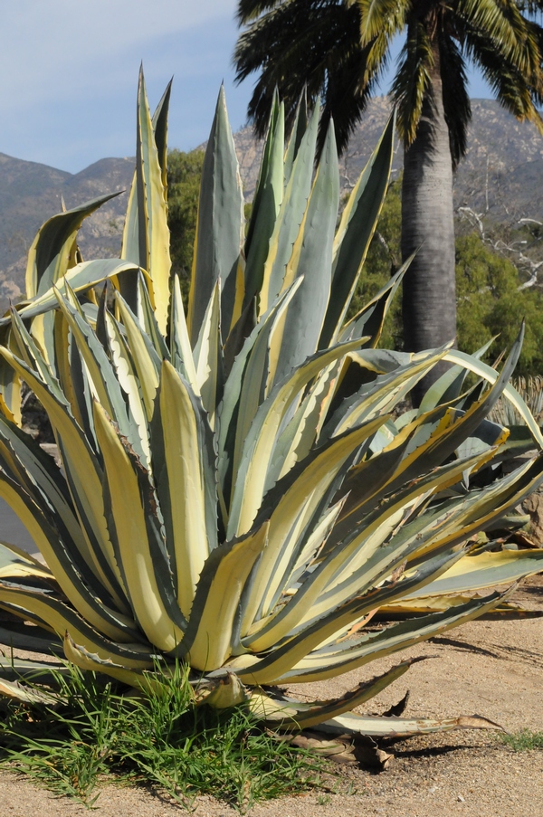 Image of Agave americana var. variegata specimen.