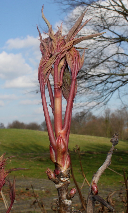 Image of Paeonia suffruticosa specimen.