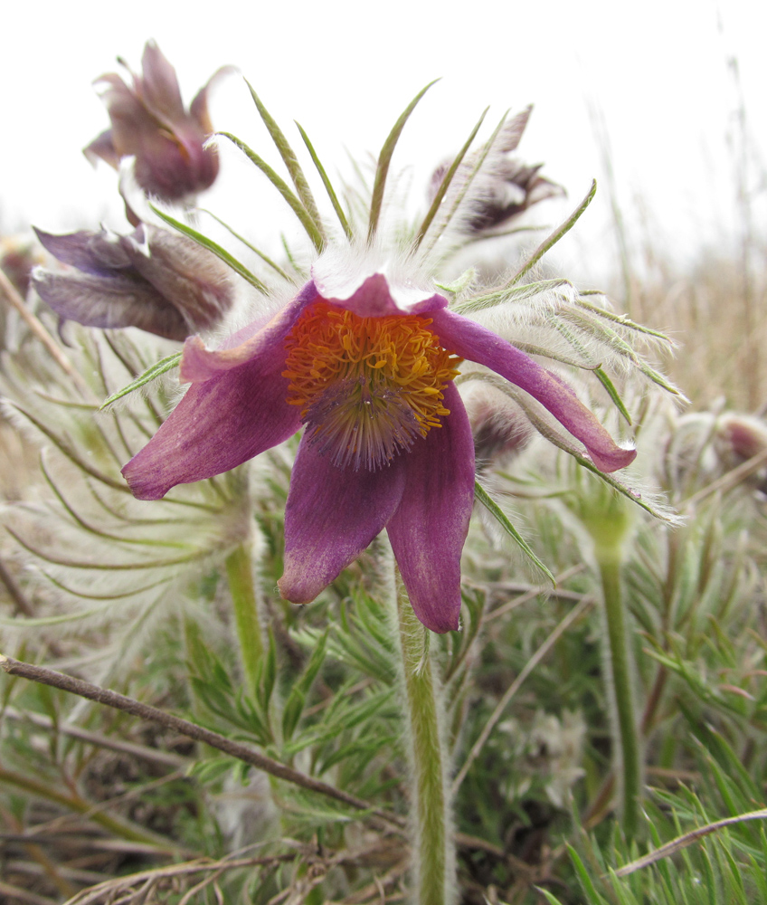 Изображение особи Pulsatilla ucrainica.