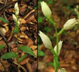 Cephalanthera damasonium