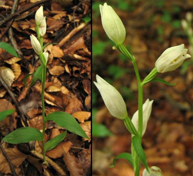 Изображение особи Cephalanthera damasonium.