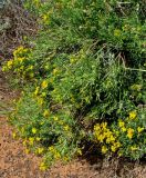 Schizogyne sericea. Цветущее растение. Испания, Канарские острова, Тенерифе, мыс Тено, в зарослях суккулентных кустарников. 5 марта 2008 г.