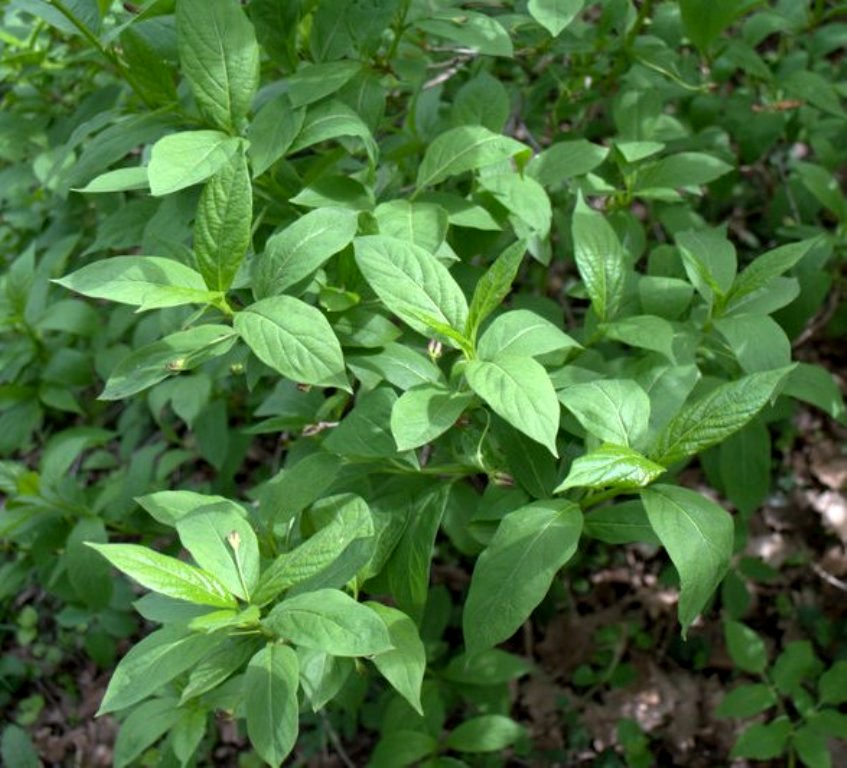 Image of Lonicera alpigena specimen.