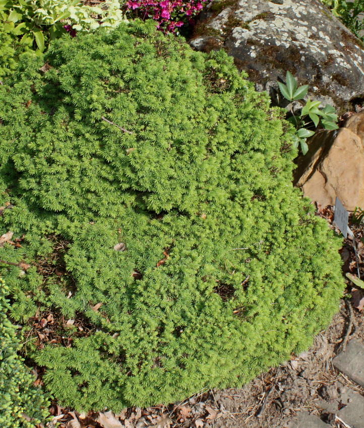 Изображение особи Picea glauca.