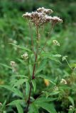 Eupatorium cannabinum