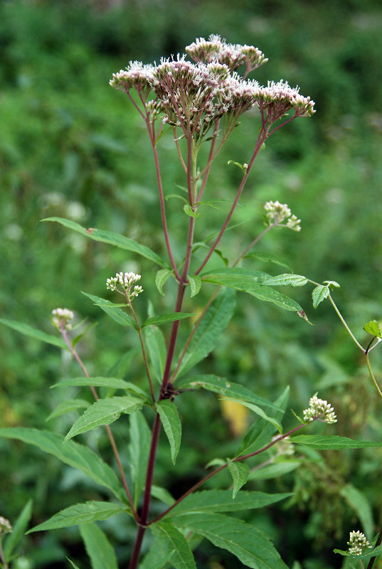 Изображение особи Eupatorium cannabinum.