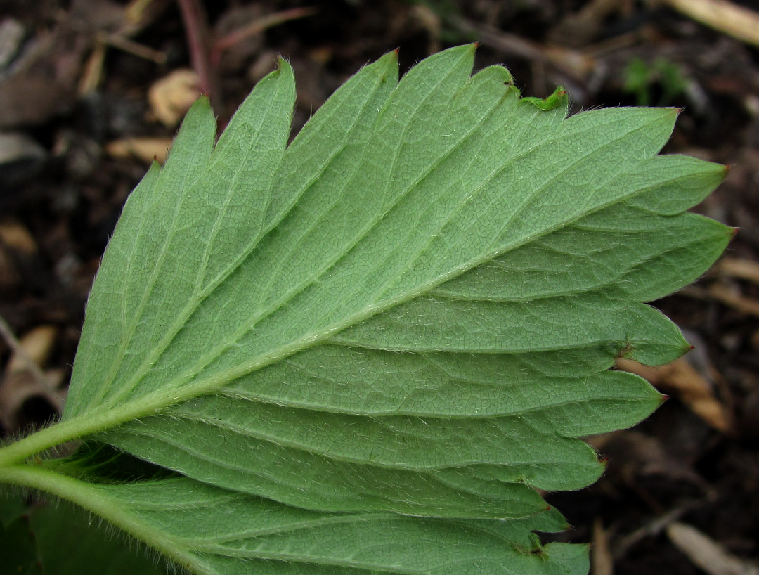 Image of Fragaria × ananassa specimen.