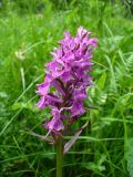 Dactylorhiza urvilleana. Соцветие. Ставропольский край, г. Кисловодск, парк, на сыром газоне (43°53′46,38″ с.ш., 42°43′58,55″ в.д.). 02.06.2014.