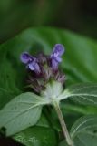 Prunella vulgaris. Соцветие, обратная сторона верхних листьев. Молдова, Каларашский р-н, лес возле с. Бравичи. 26.06.2014.