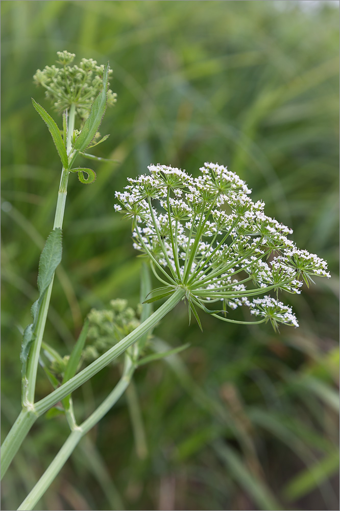 Изображение особи Sium latifolium.