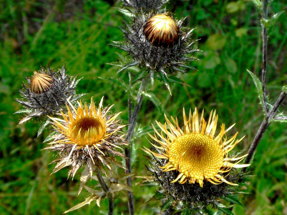 Image of Carlina intermedia specimen.