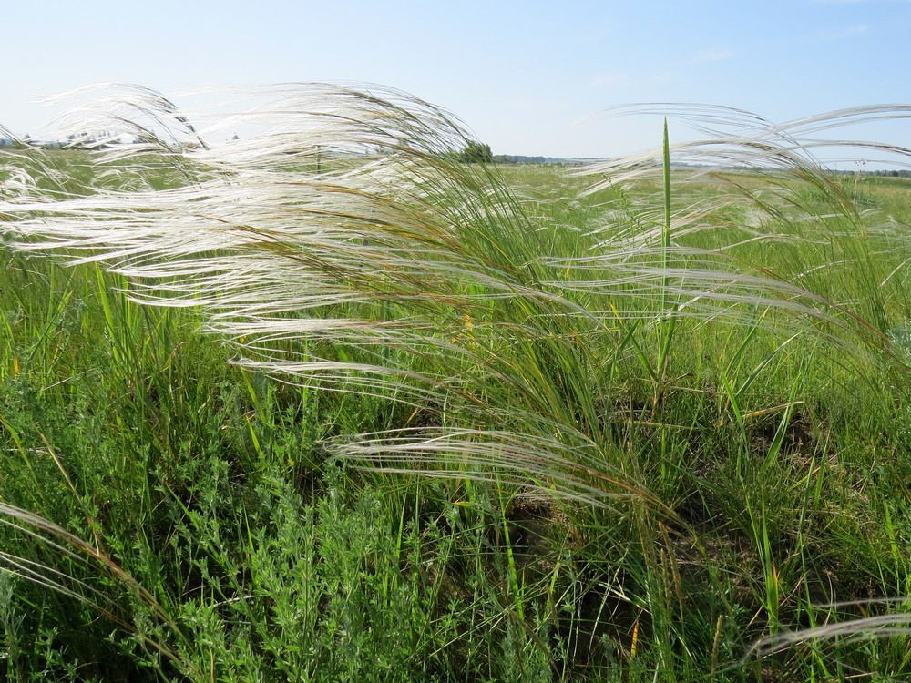 Изображение особи Stipa anomala.