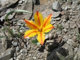 Tulipa ostrowskiana