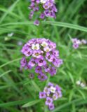 Lobularia maritima