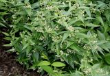 genus Vincetoxicum. Цветущее растение. Германия, г. Дюссельдорф, Ботанический сад университета. 03.06.2014.