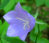 Campanula persicifolia