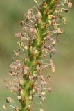 Plantago cornuti. Часть соцветия. Ростовская обл., Неклиновский р-н, Самбекское с/п, дол. р. Сухой Самбек, на лугу. 13.08.2014.