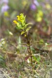 Rhinanthus minor