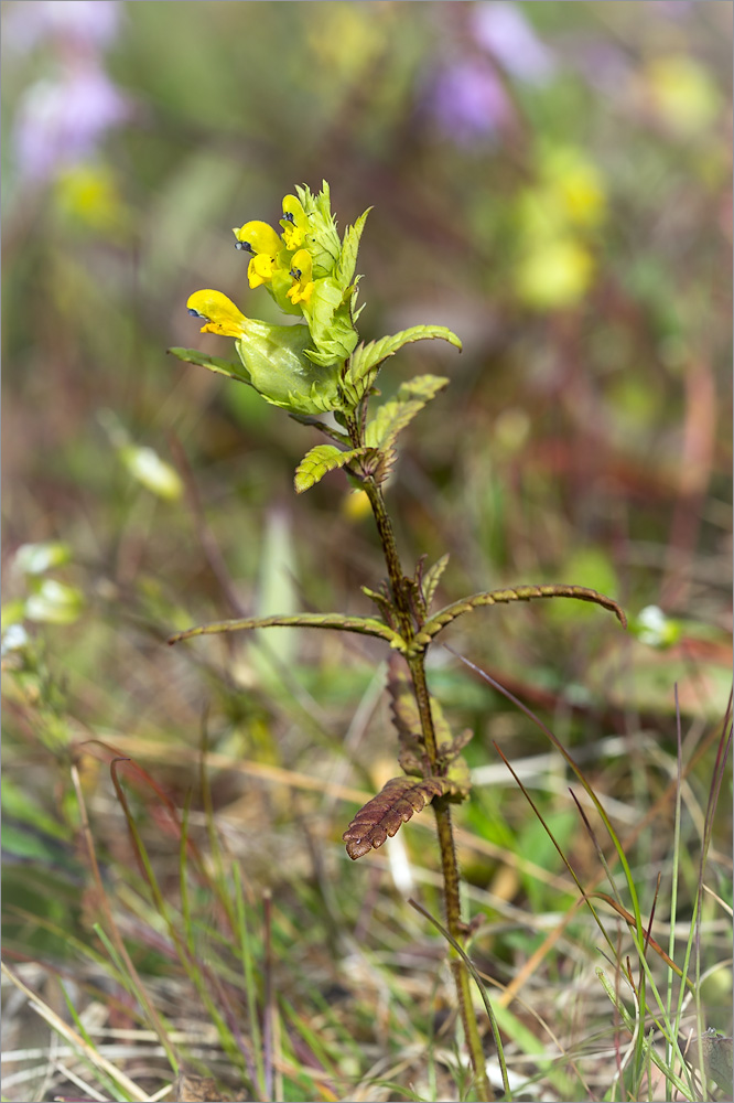 Изображение особи Rhinanthus minor.