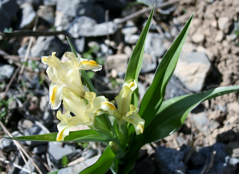 Image of Juno pseudocapnoides specimen.