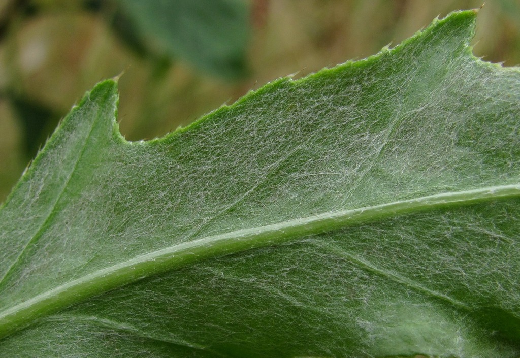 Изображение особи Cirsium setosum.