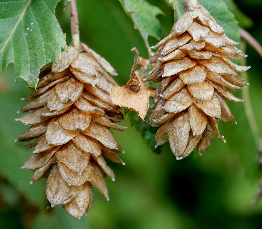 Изображение особи Ostrya carpinifolia.