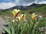 Tulipa berkariensis. Цветущие растения. Казахстан, Таласский Алатау, запов. Аксу-Джабаглы, ур. Улькен-Каинды, 1900 м н.у.м. 30 мая 2012 г.