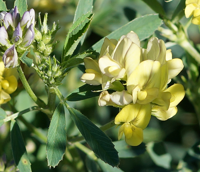 Image of Medicago &times; varia specimen.