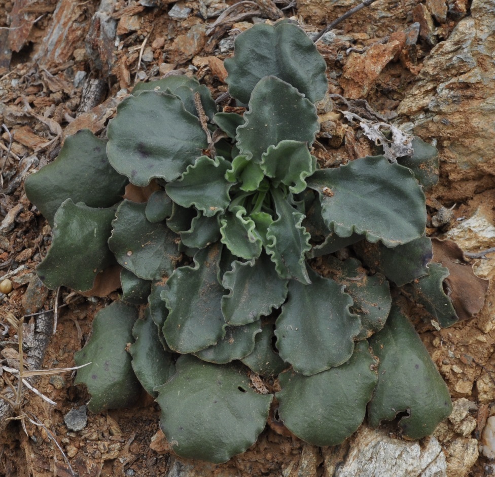 Изображение особи Silene gigantea ssp. rhodopea.