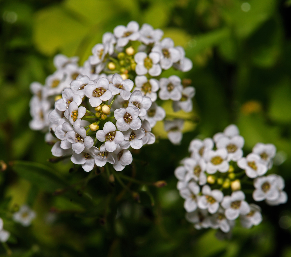 Image of Lobularia maritima specimen.