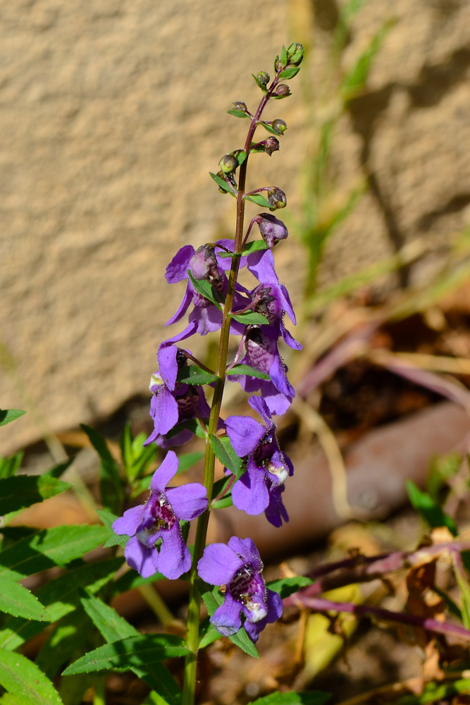 Image of Angelonia angustifolia specimen.