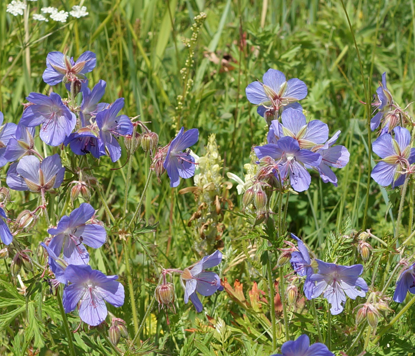 Изображение особи Geranium pratense.