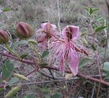 Capparis herbacea