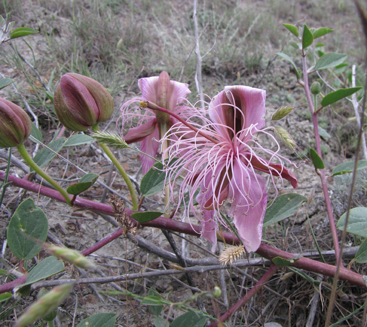 Изображение особи Capparis herbacea.