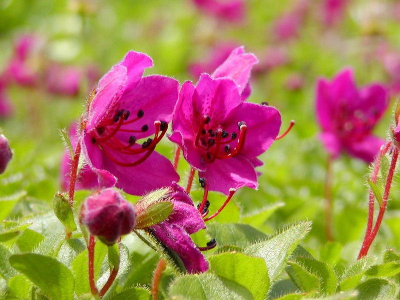 Изображение особи Rhododendron camtschaticum.