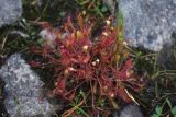 genus Drosera