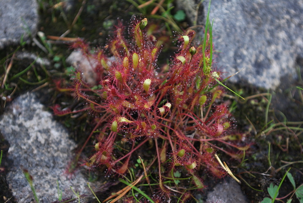 Изображение особи род Drosera.