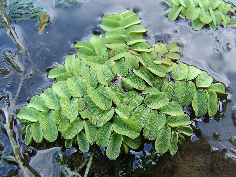 Image of Salvinia natans specimen.