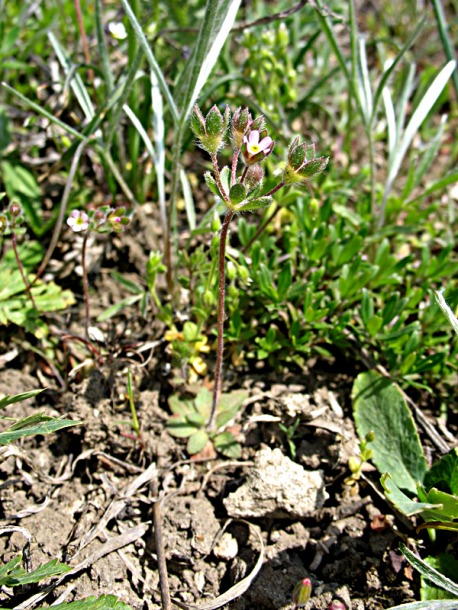 Image of Androsace maxima specimen.