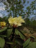 Rhododendron aureum. Цветущее растение на курумнике. Красноярский кр., Ермаковский р-н, парк \"Ергаки\", берег Циркового оз. 10.06.2009.