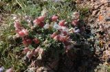 Oxytropis assiensis