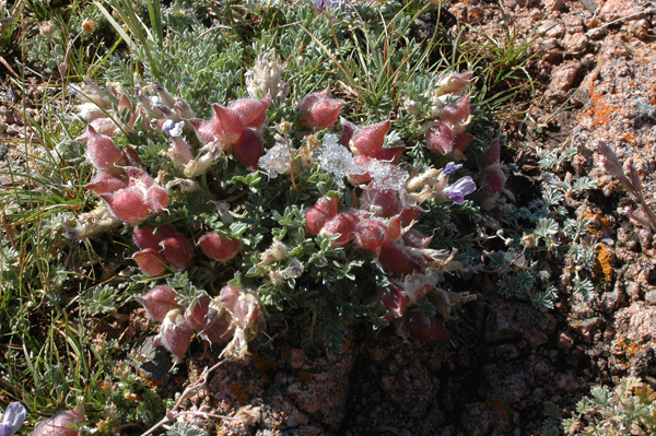 Изображение особи Oxytropis assiensis.