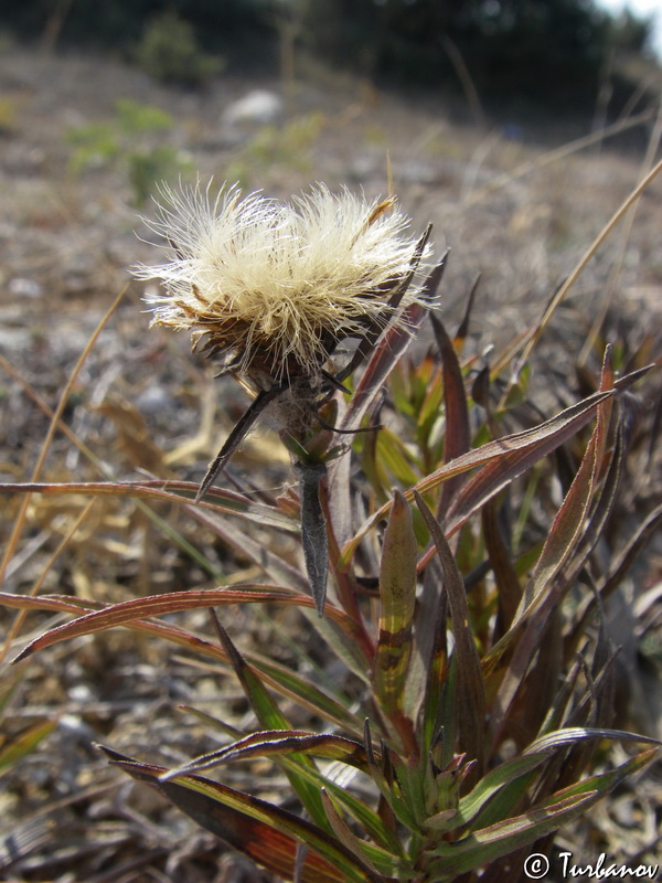 Изображение особи Inula ensifolia.