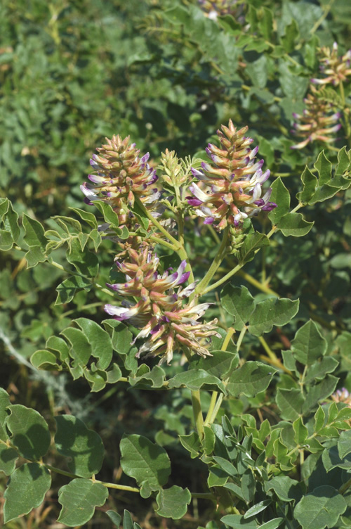 Image of Glycyrrhiza shiheziensis specimen.