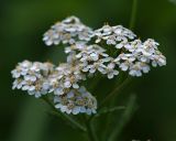 Achillea millefolium. Верхушка растения с соцветиями. Московская обл., Раменский р-н, окр. ж.-д. платформы Хрипань, залежь. 31.07.2015.