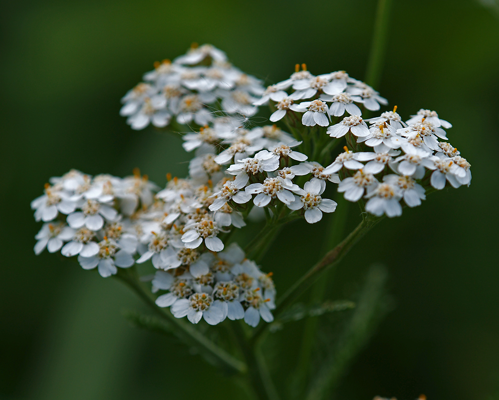 Изображение особи Achillea millefolium.