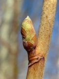 Image of taxon representative. Author is Геннадий Окатов