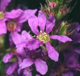 Lythrum salicaria. Цветок на фоне созревающих соплодий. Московская обл., Раменский р-н, окр. дер. Хрипань, садовый участок. 19.07.2015.