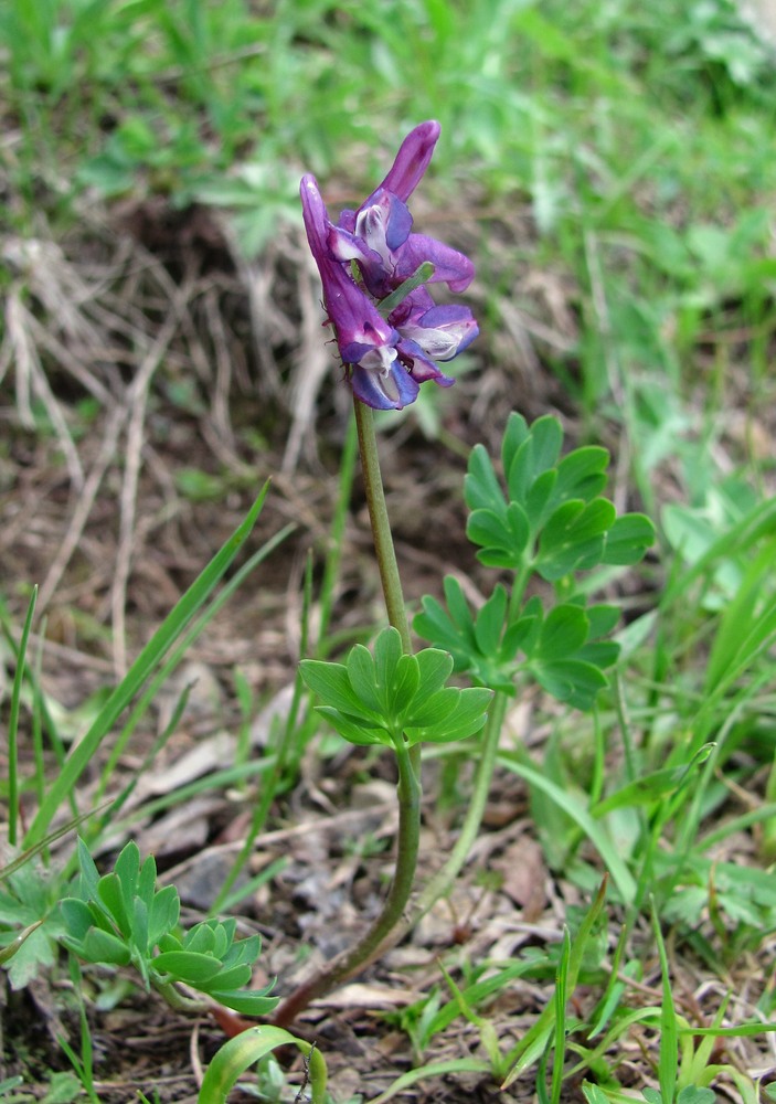 Image of Corydalis conorhiza specimen.