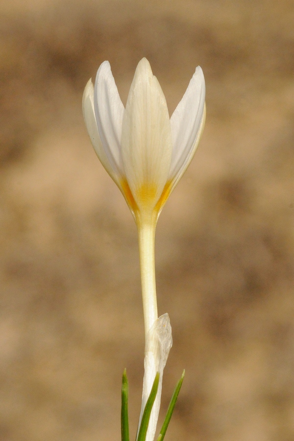 Image of Crocus alatavicus specimen.
